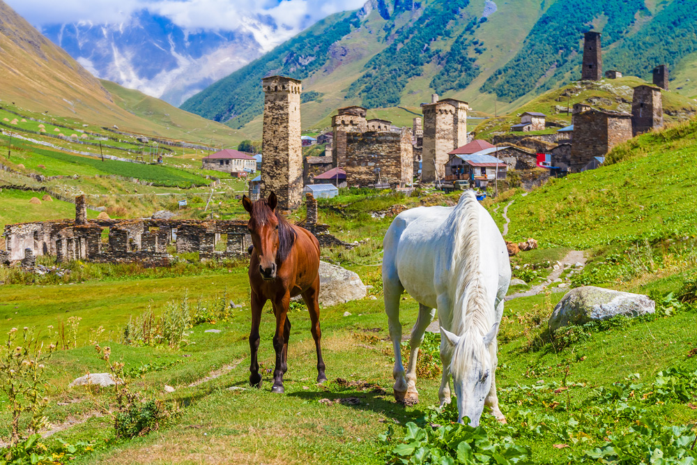 Konie-na-Kaukazie