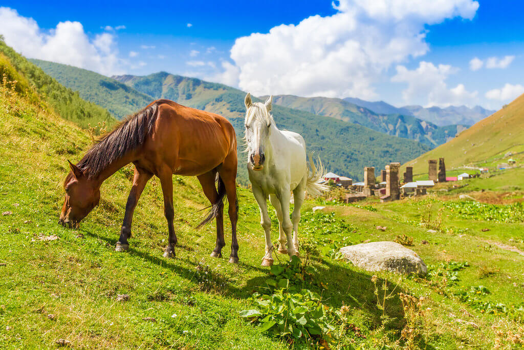 konie-na-kaukazie