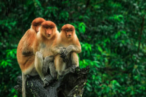 Malezja-małpy-nosacze