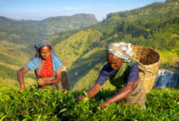 herbata-plantacje-sri-lanka