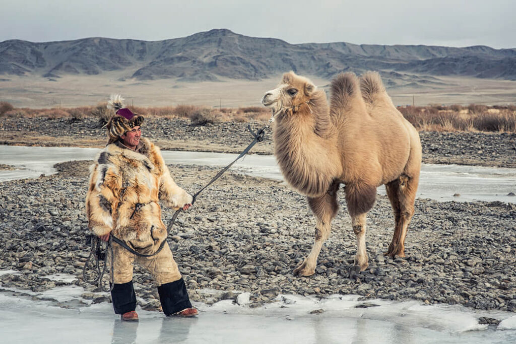 baktrian wielbłąd mongolia