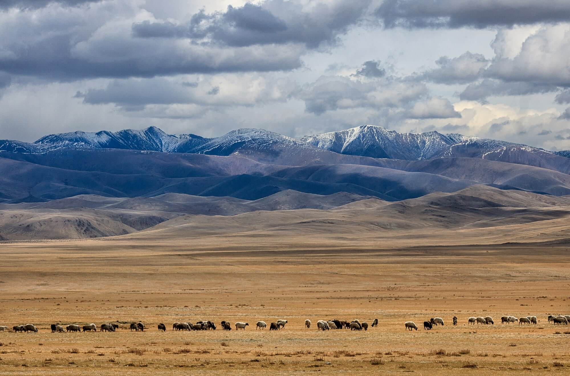 step owce mongolia
