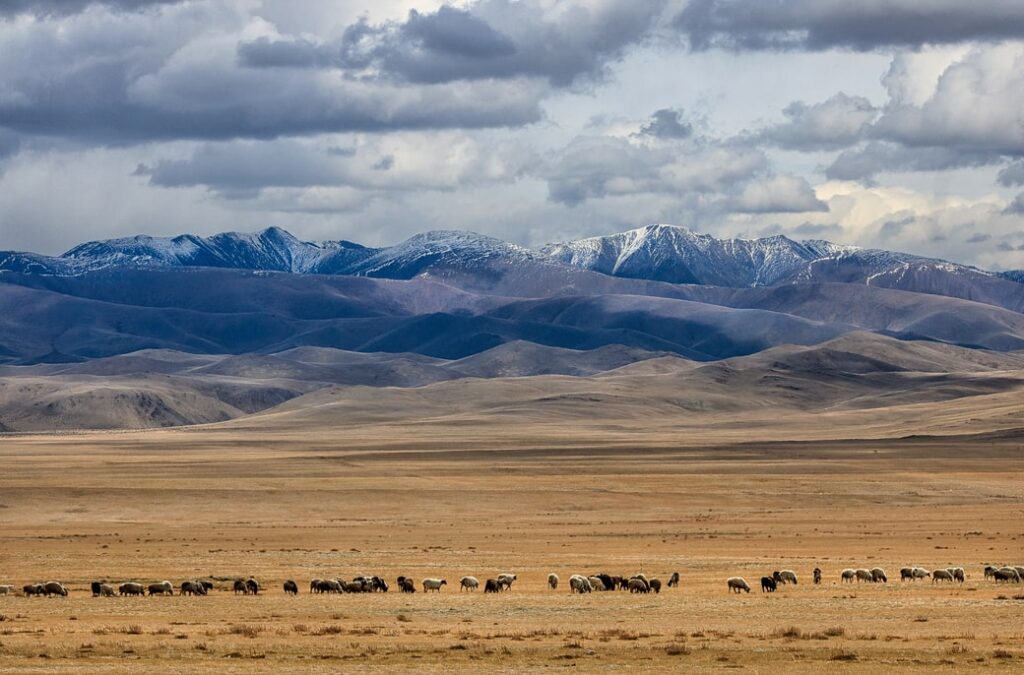 step mongolia